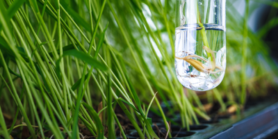 Boreal Plant Breeding Ltd to manage its genetic research data on BC’s platform