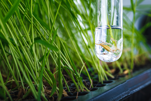 Boreal Plant Breeding Ltd to manage its genetic research data on BC’s platform